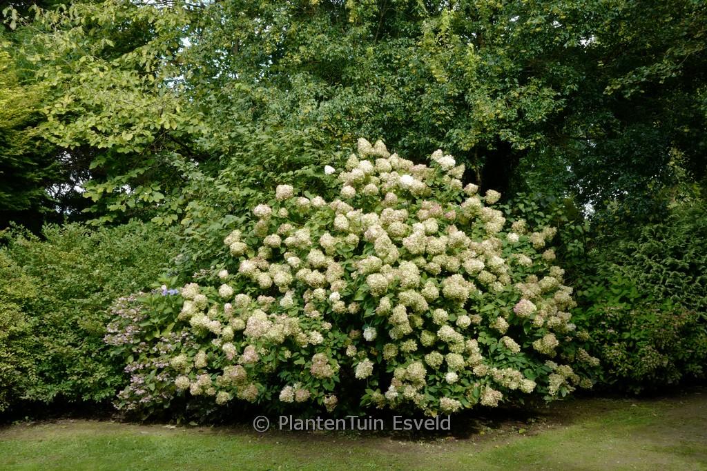 Hydrangea Paniculata 'phantom' - View 14 from www redcrocus com