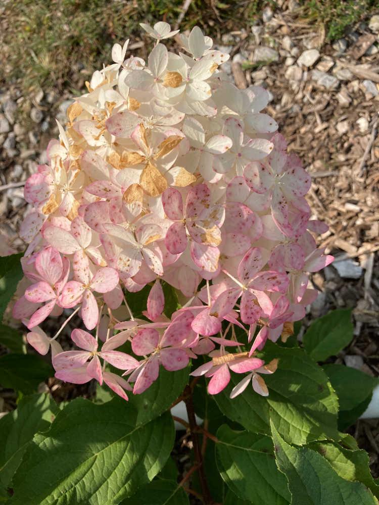Hydrangea Paniculata 'phantom' - View 15 from www redcrocus com