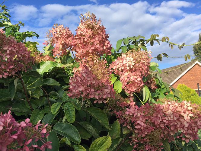 Hydrangea Paniculata 'phantom' - View 16 from www redcrocus com