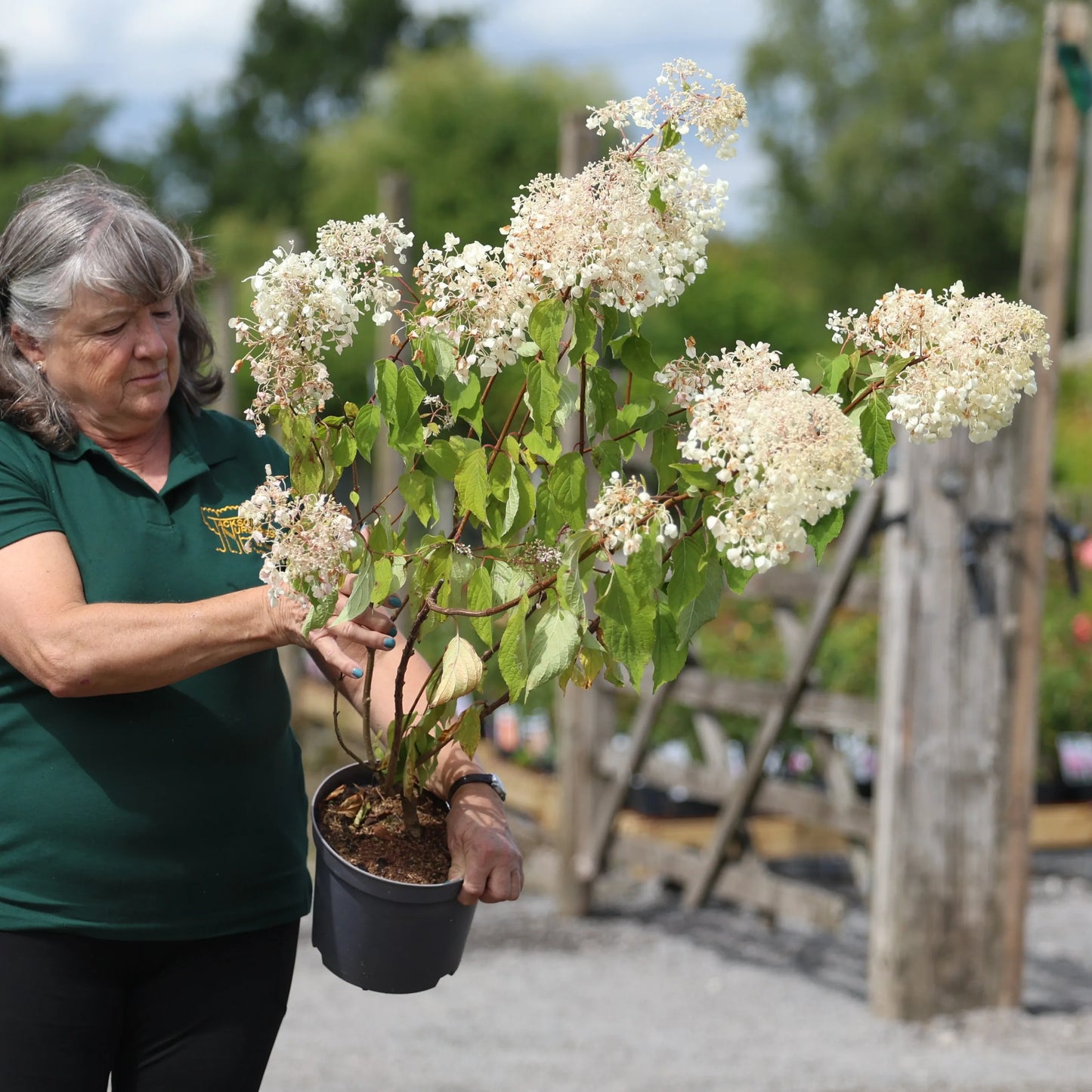 Hydrangea Paniculata 'phantom' - View 18 from www redcrocus com