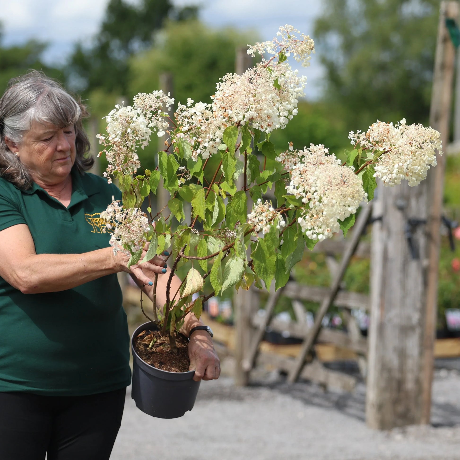 Hydrangea Paniculata 'phantom' - View 18 from www redcrocus com
