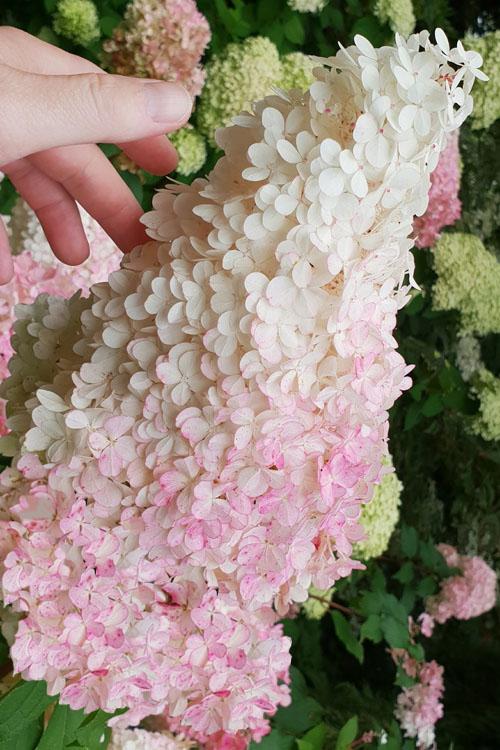 Hydrangea Paniculata 'phantom' - View 19 from www redcrocus com