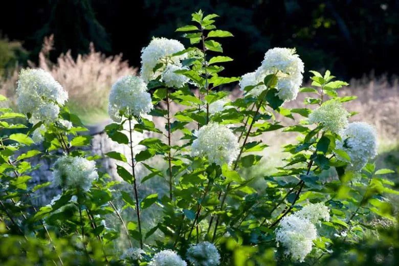 Hydrangea Paniculata 'phantom' - View 20 from www redcrocus com