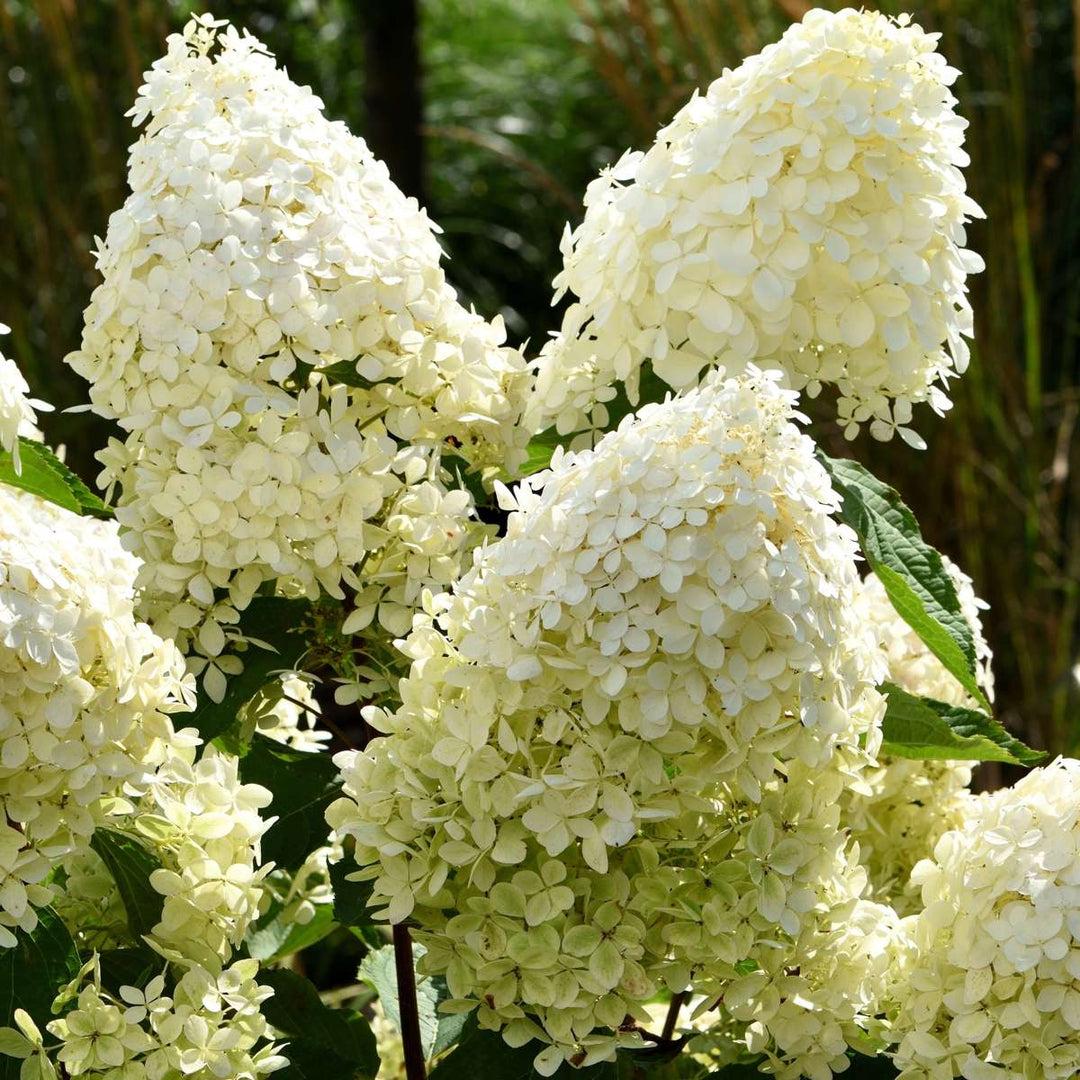 Hydrangea Paniculata 'phantom' - View 23 from www redcrocus com