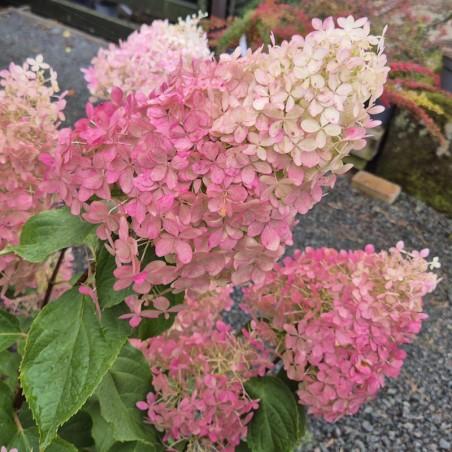 Hydrangea Paniculata 'phantom' - View 25 from www redcrocus com