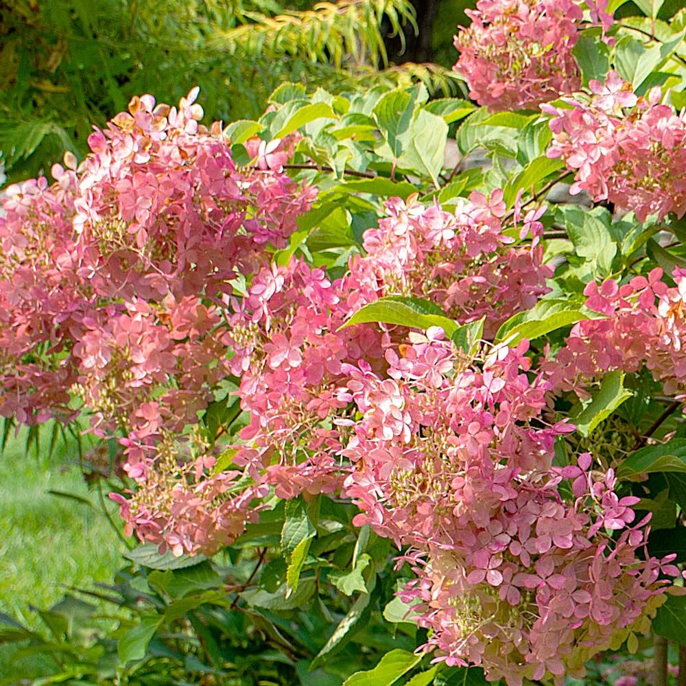 Hydrangea Paniculata 'phantom' - View 26 from www redcrocus com