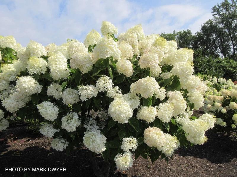 Hydrangea Paniculata 'phantom' - View 28 from www redcrocus com