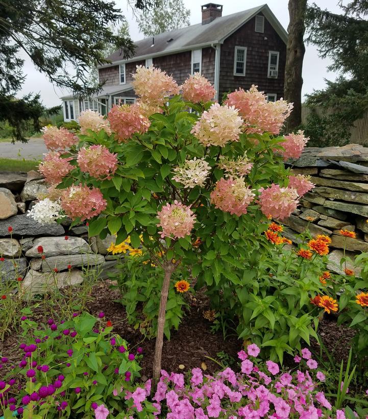 Hydrangea Paniculata 'phantom' - View 2 from www redcrocus com