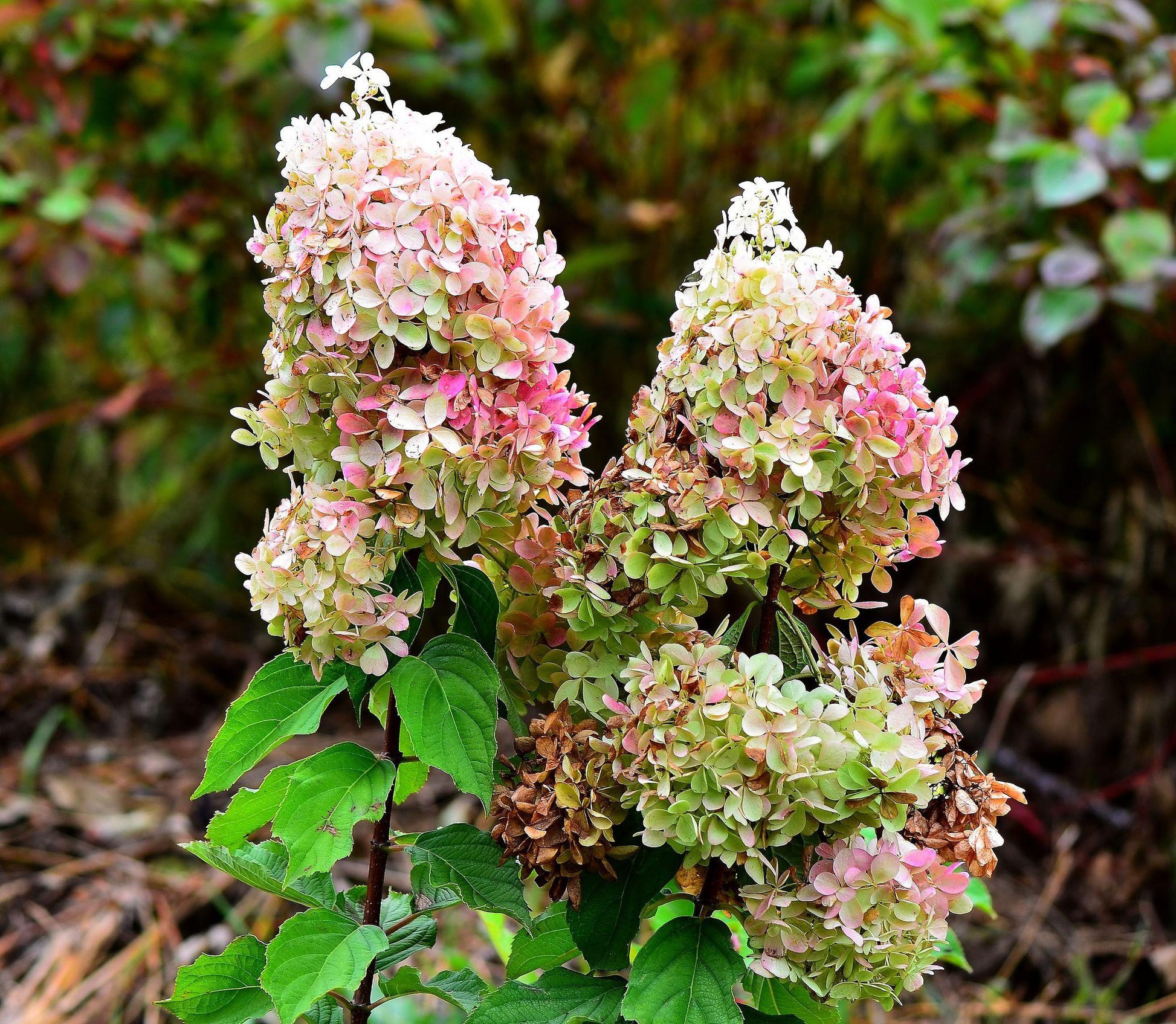 Hydrangea Paniculata 'phantom' - View 30 from www redcrocus com