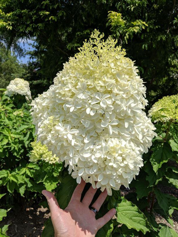 Hydrangea Paniculata 'phantom' - View 31 from www redcrocus com