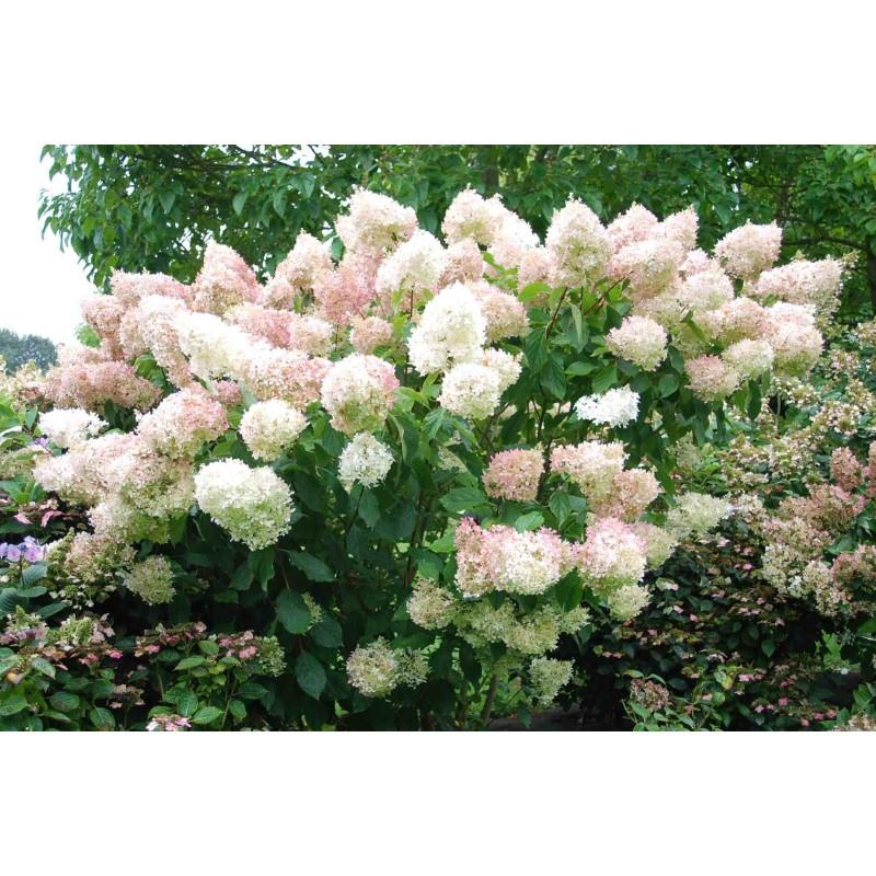 Hydrangea Paniculata 'phantom' - View 32 from www redcrocus com