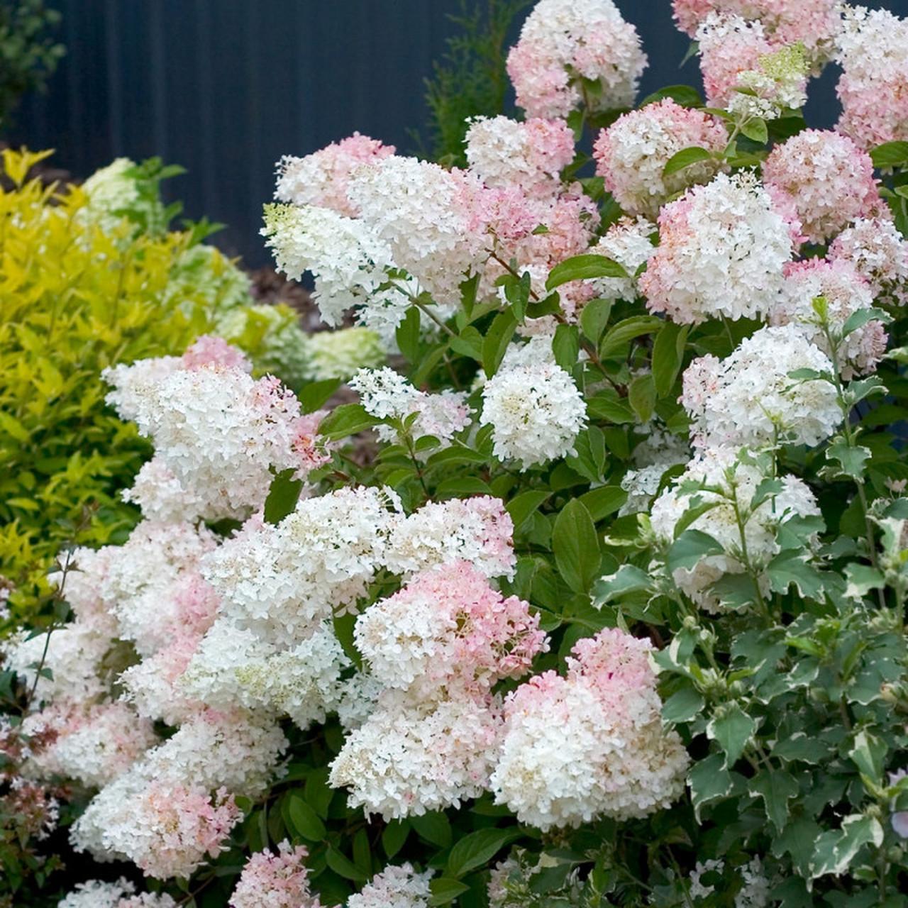 Hydrangea Paniculata 'phantom' - View 33 from www redcrocus com