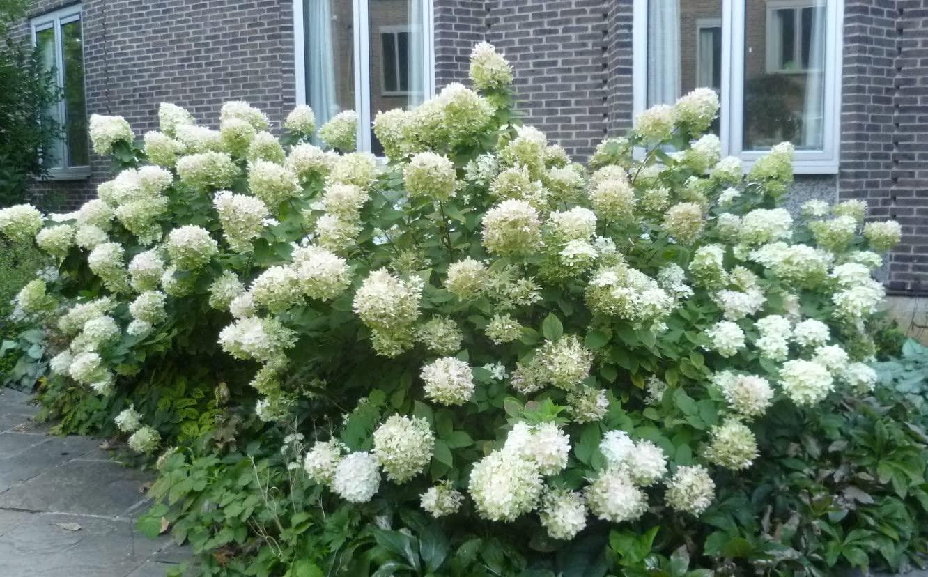 Hydrangea Paniculata 'phantom' - View 34 from www redcrocus com