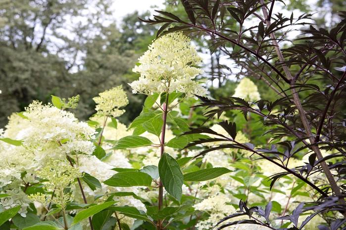 Hydrangea Paniculata 'phantom' - View 35 from www redcrocus com