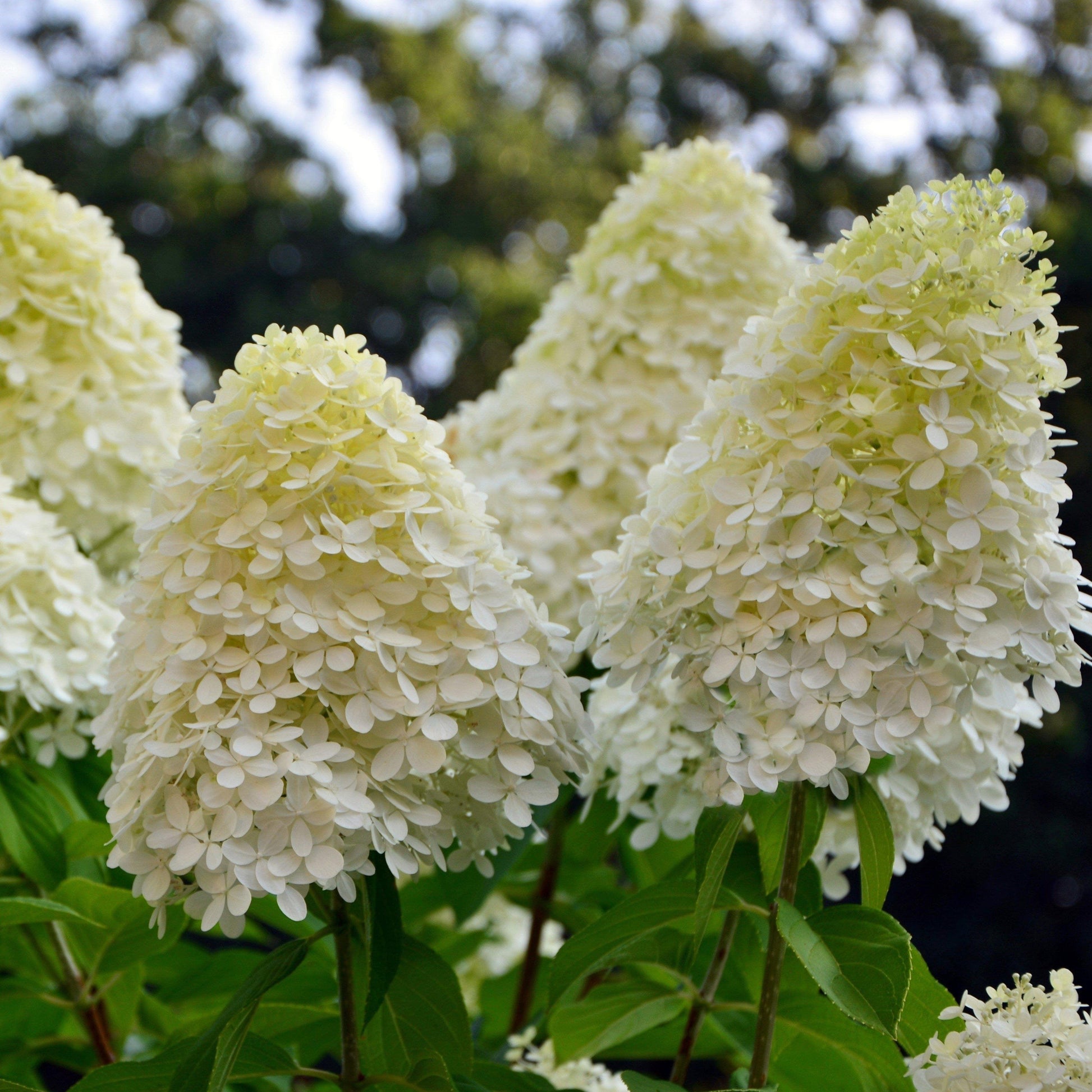 Hydrangea Paniculata 'phantom' - View 36 from www redcrocus com