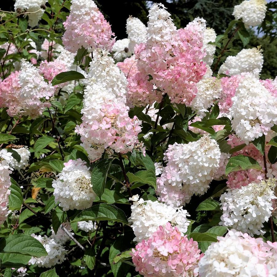Hydrangea Paniculata 'phantom' - View 38 from www redcrocus com