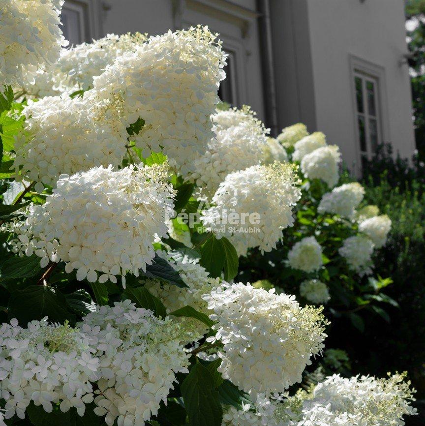 Hydrangea Paniculata 'phantom' - View 39 from www redcrocus com