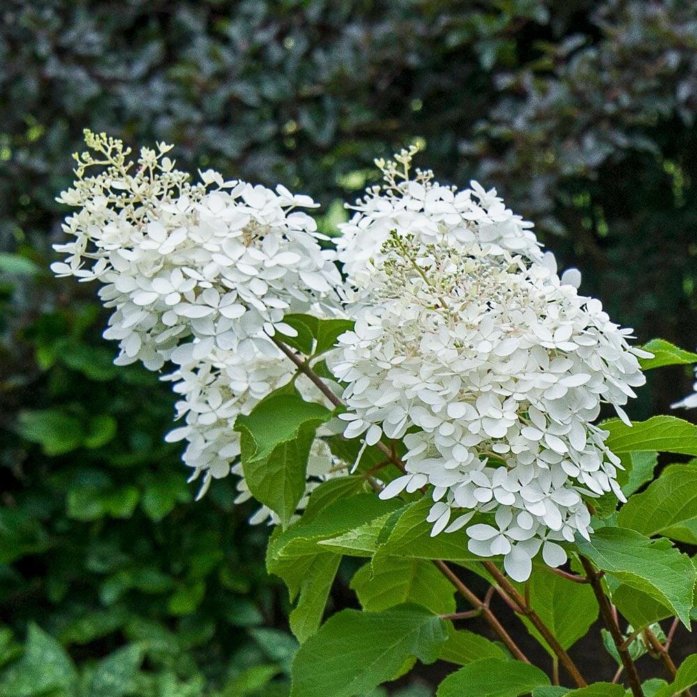 Hydrangea Paniculata 'phantom' - View 4 from www redcrocus com