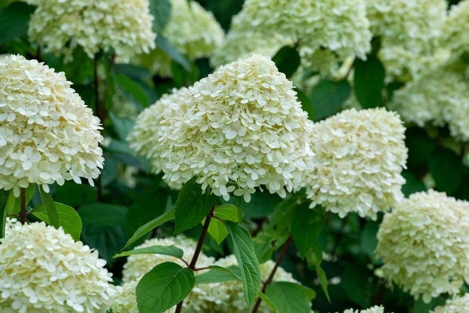 Hydrangea Paniculata 'phantom' - View 7 from www redcrocus com