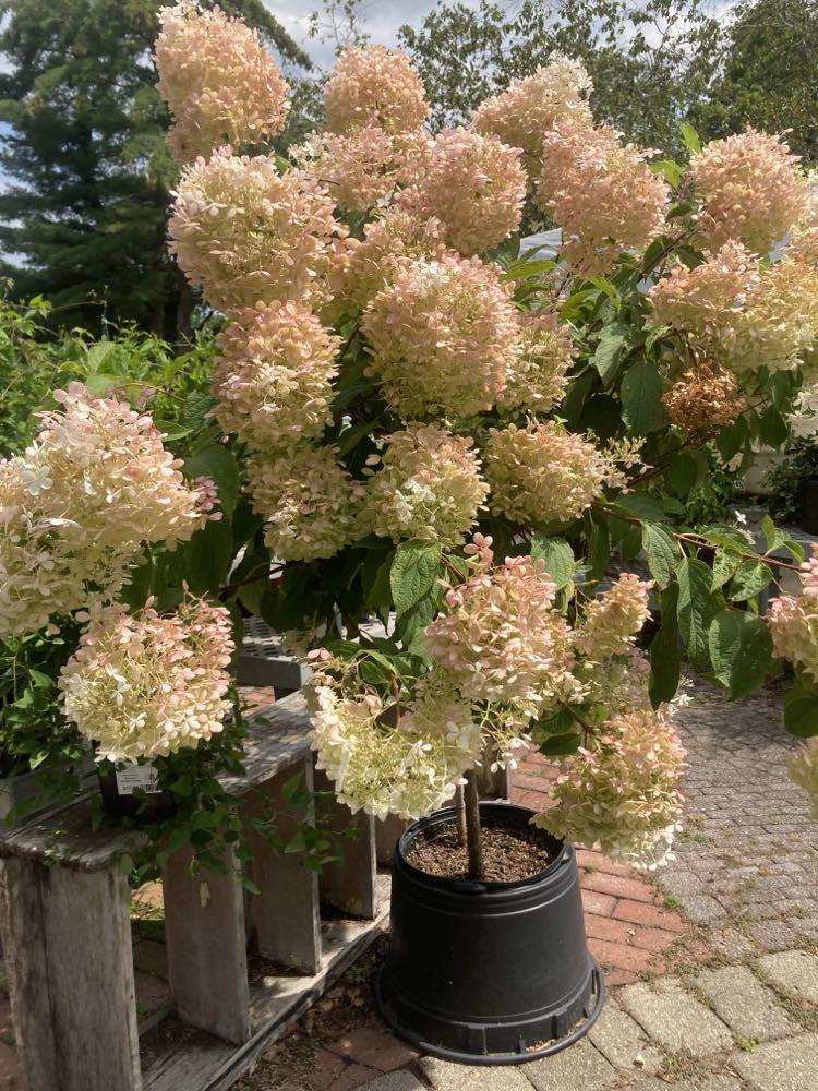 Hydrangea Paniculata 'phantom' - View 8 from www redcrocus com