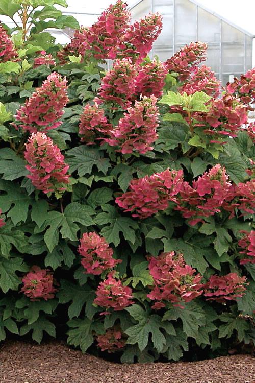 Hydrangea Quercifolia 'ruby Slippers' - View 11 from www redcrocus com