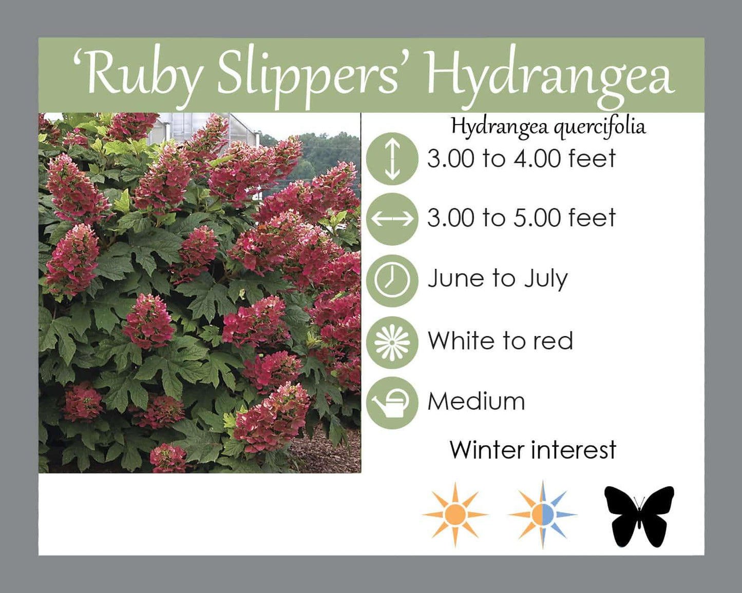 Hydrangea Quercifolia 'ruby Slippers' - View 14 from www redcrocus com