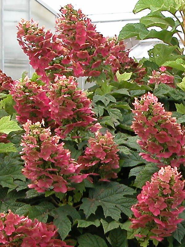 Hydrangea Quercifolia 'ruby Slippers' - View 16 from www redcrocus com