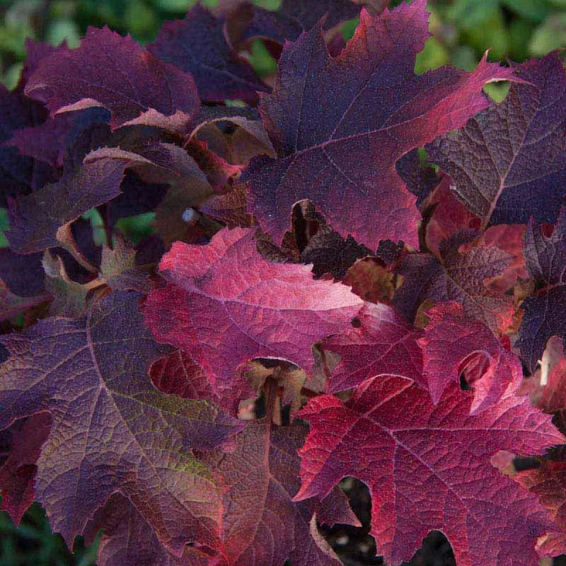 Hydrangea Quercifolia 'ruby Slippers' - View 17 from www redcrocus com