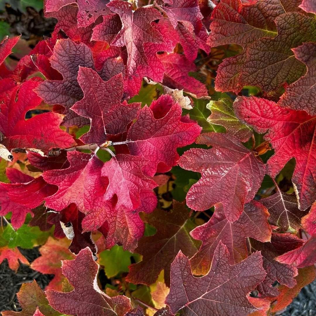 Hydrangea Quercifolia 'ruby Slippers' - View 20 from www redcrocus com