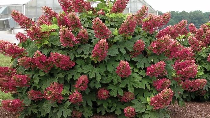 Hydrangea Quercifolia 'ruby Slippers' - View 21 from www redcrocus com