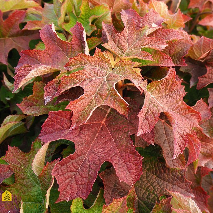 Hydrangea Quercifolia 'ruby Slippers' - View 23 from www redcrocus com