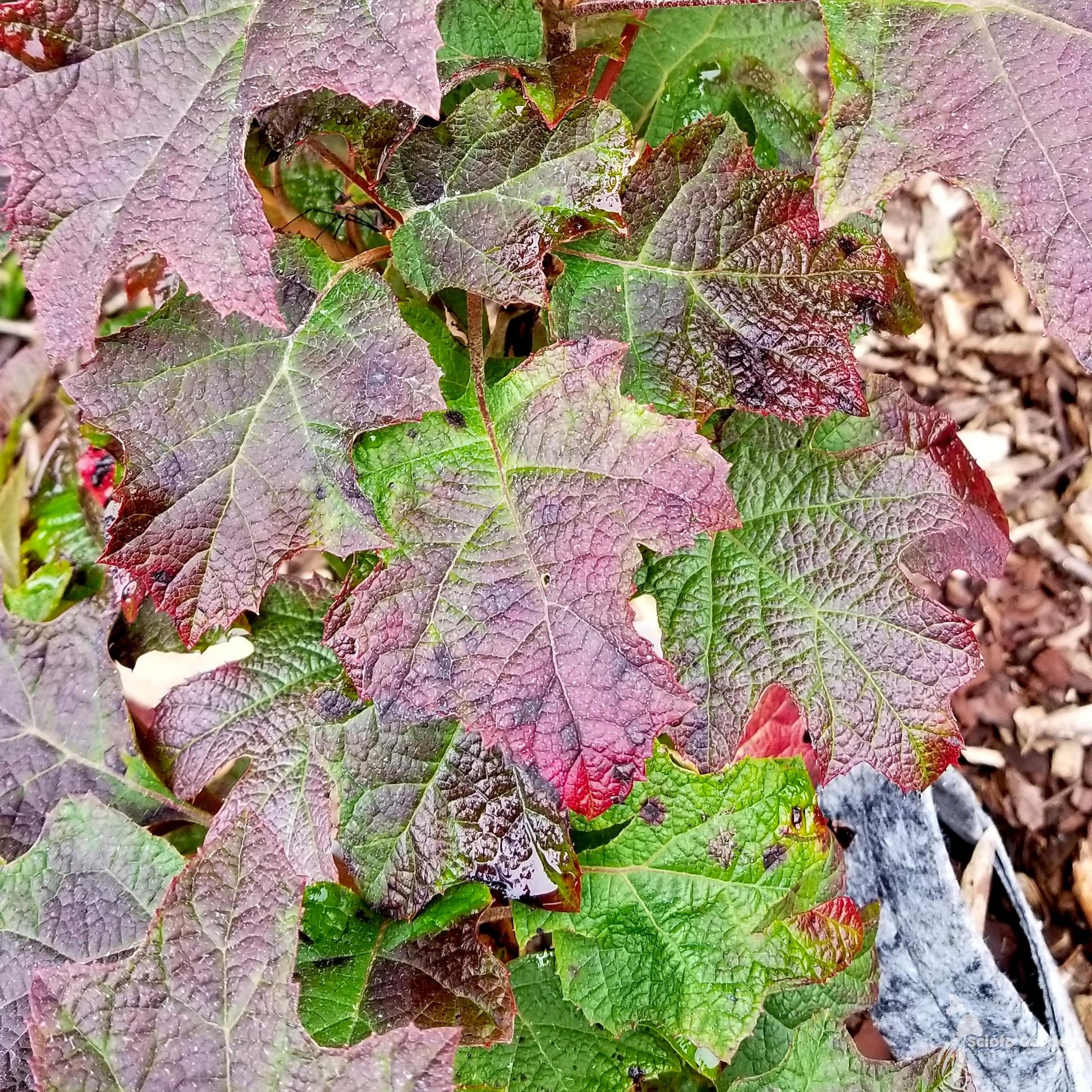 Hydrangea Quercifolia 'ruby Slippers' - View 25 from www redcrocus com