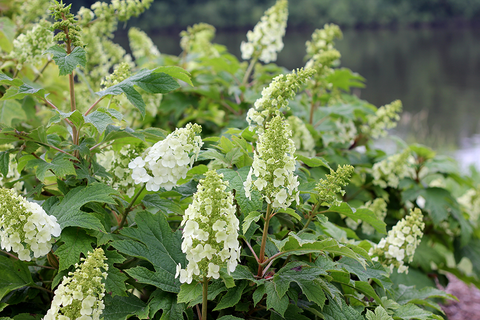 Hydrangea Quercifolia 'ruby Slippers' - View 27 from www redcrocus com