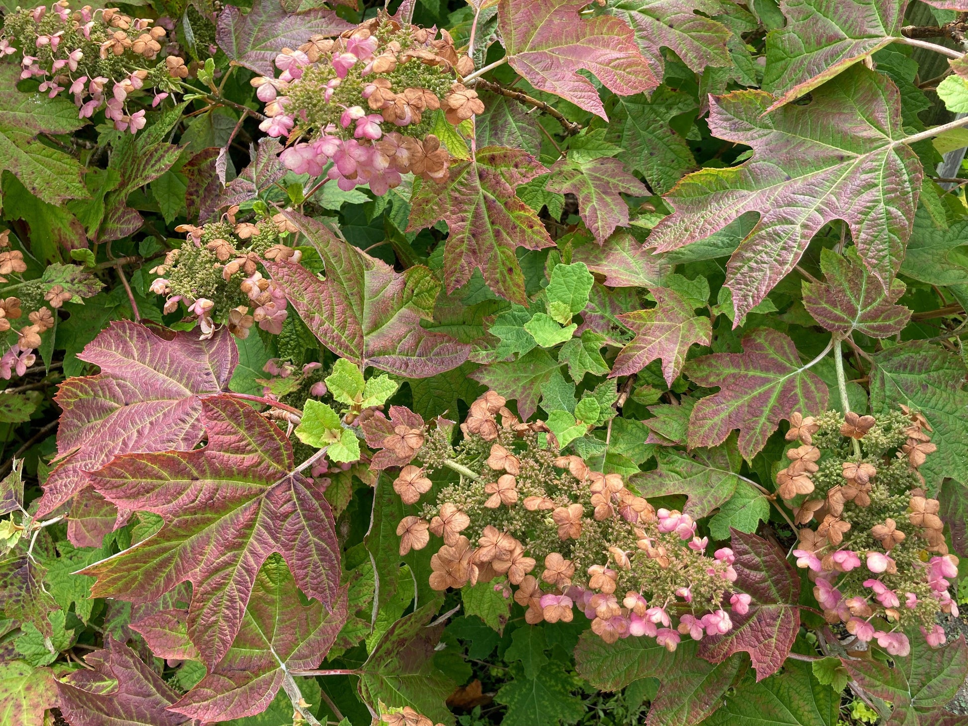 Hydrangea Quercifolia 'ruby Slippers' - View 28 from www redcrocus com