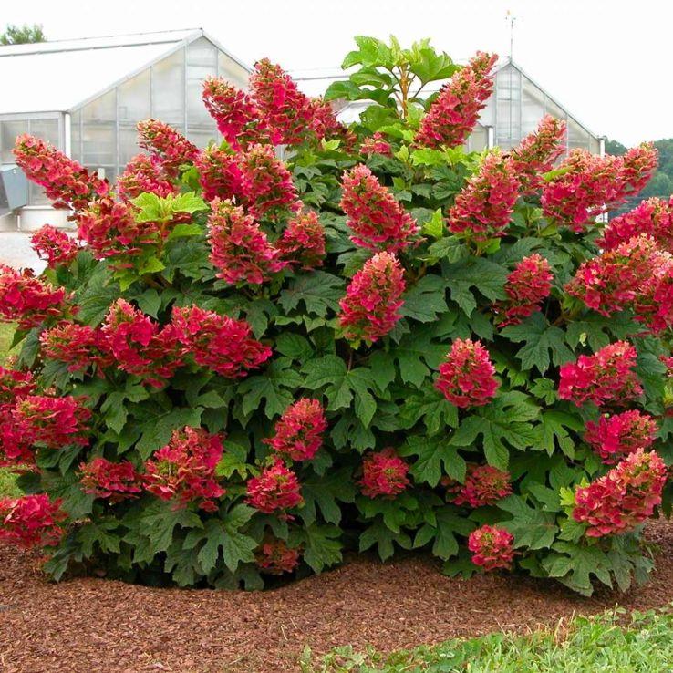 Hydrangea Quercifolia 'ruby Slippers' - View 29 from www redcrocus com