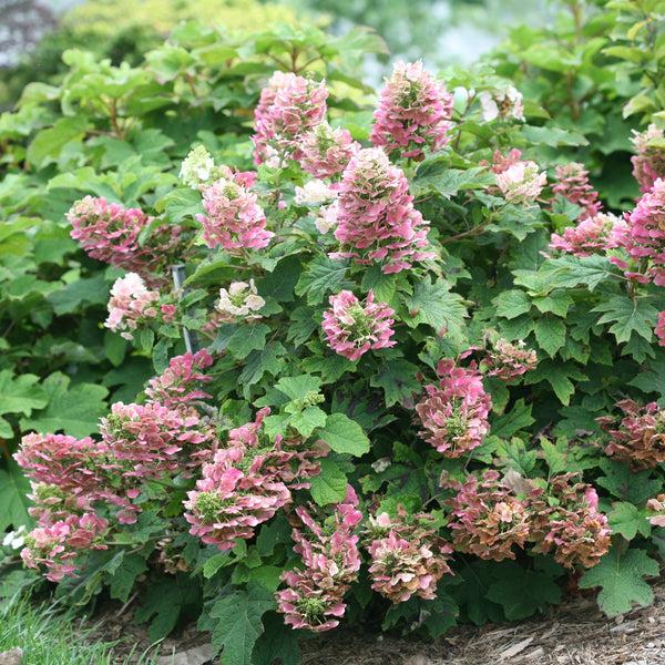 Hydrangea Quercifolia 'ruby Slippers' - View 33 from www redcrocus com