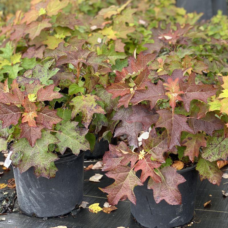Hydrangea Quercifolia 'ruby Slippers' - View 34 from www redcrocus com