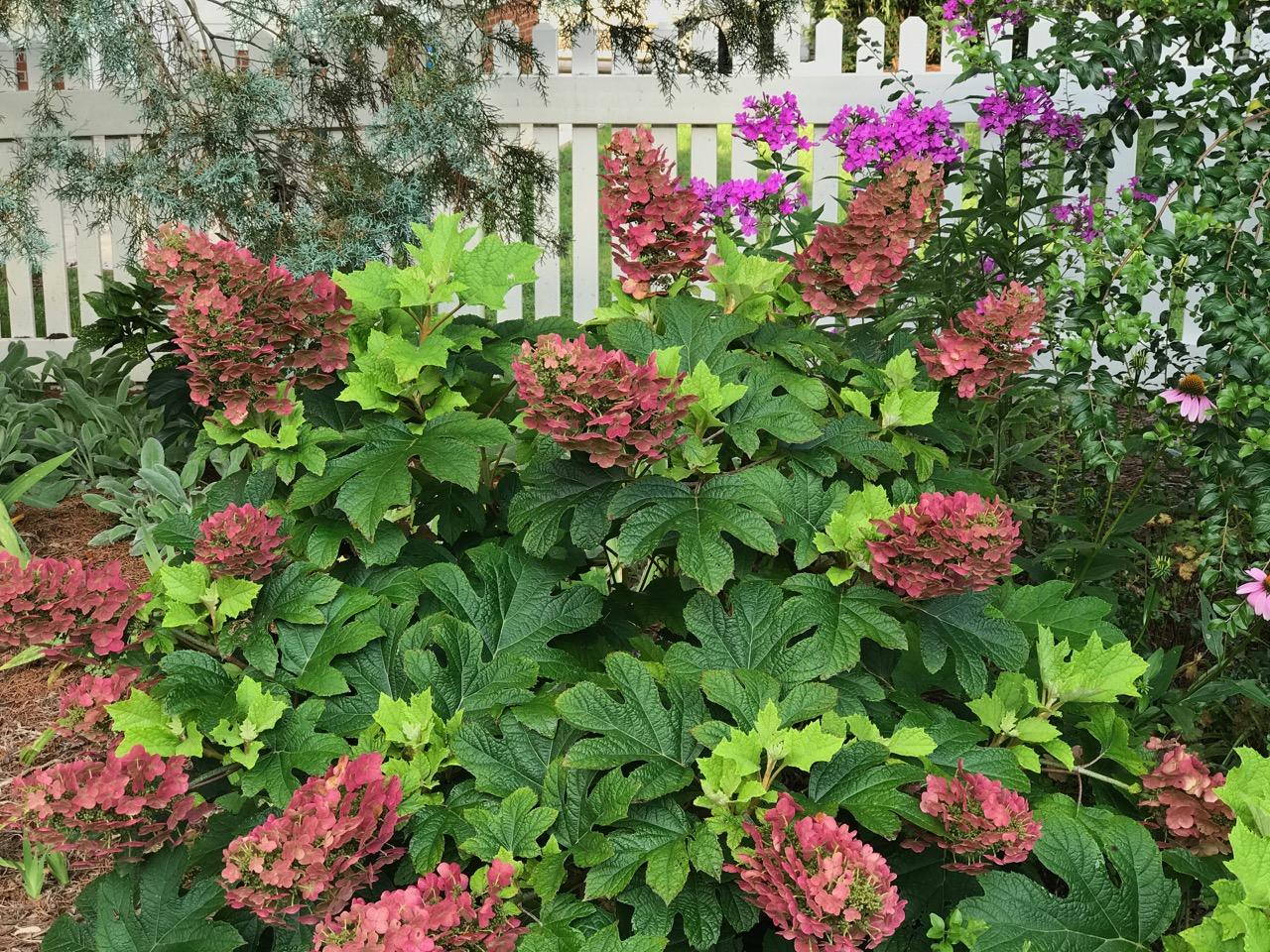 Hydrangea Quercifolia 'ruby Slippers' - View 35 from www redcrocus com