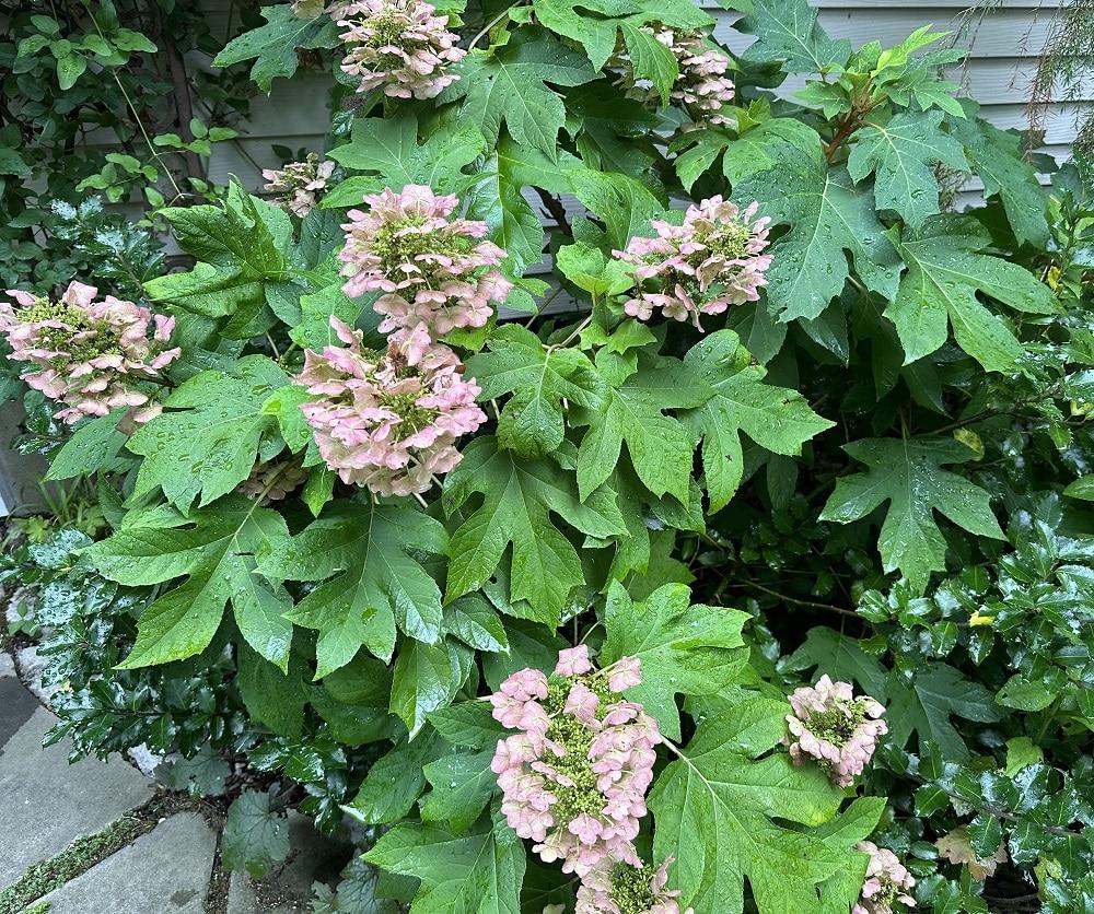 Hydrangea Quercifolia 'ruby Slippers' - View 36 from www redcrocus com