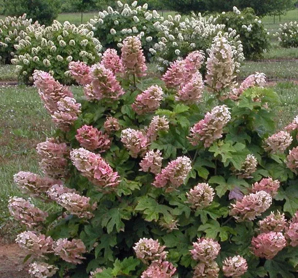 Hydrangea Quercifolia 'ruby Slippers' - View 3 from www redcrocus com