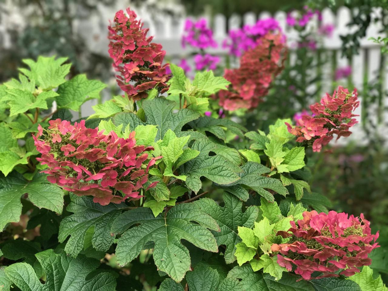 Hydrangea Quercifolia 'ruby Slippers' - View 40 from www redcrocus com
