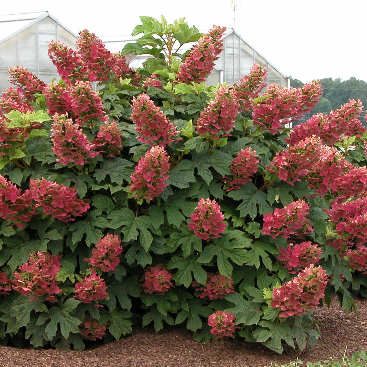 Hydrangea Quercifolia 'ruby Slippers' - View 4 from www redcrocus com