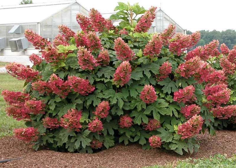 Hydrangea Quercifolia 'ruby Slippers' - View 5 from www redcrocus com