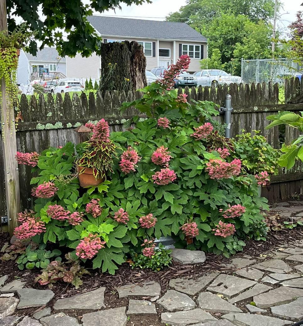 Hydrangea Quercifolia 'ruby Slippers' - View 6 from www redcrocus com