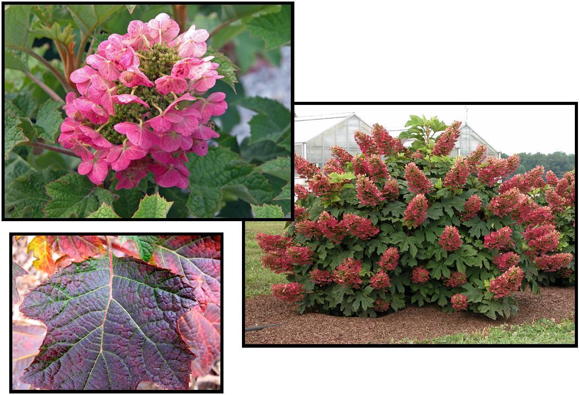 Hydrangea Quercifolia 'ruby Slippers' - View 7 from www redcrocus com