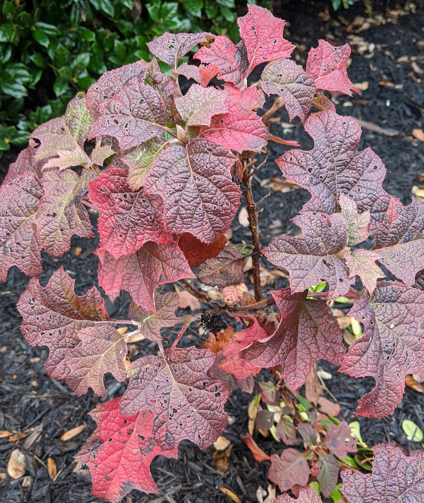 Hydrangea Quercifolia 'ruby Slippers' - View 8 from www redcrocus com