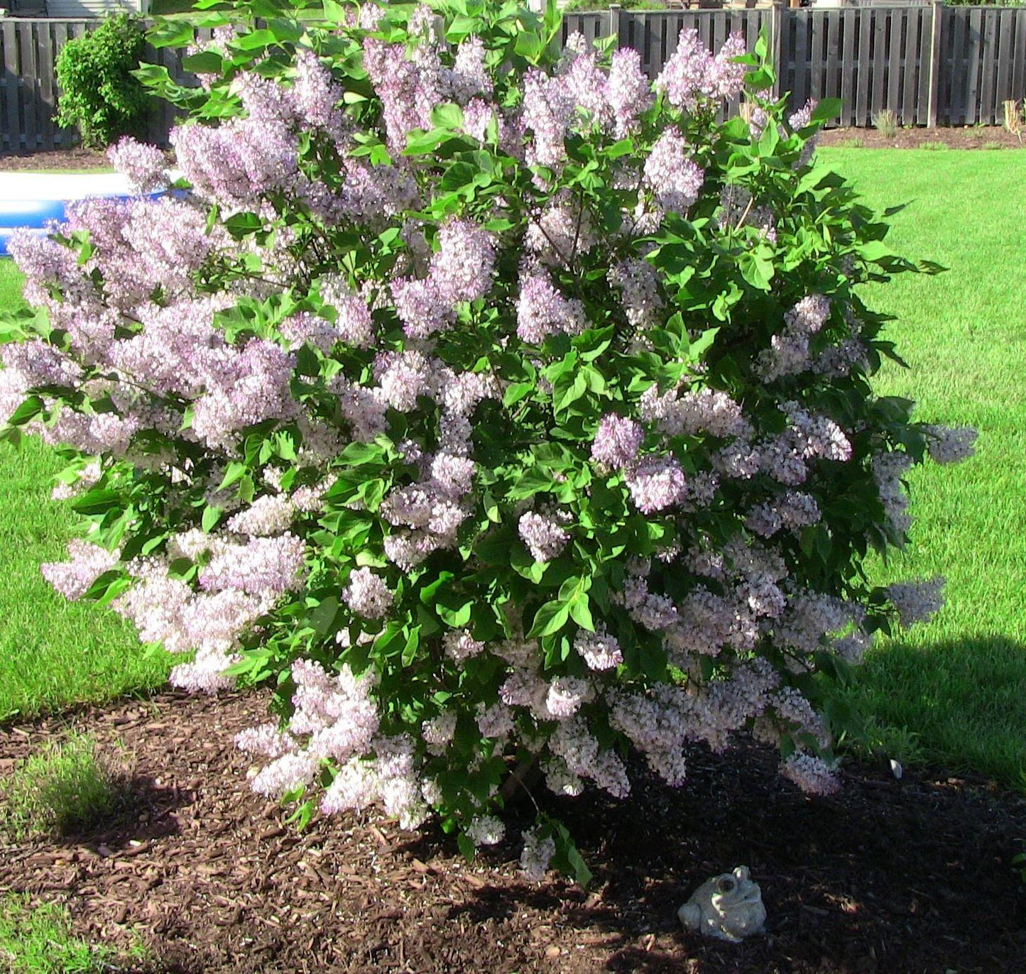 Syringa Patula Miss Kim - View 10 from www redcrocus com