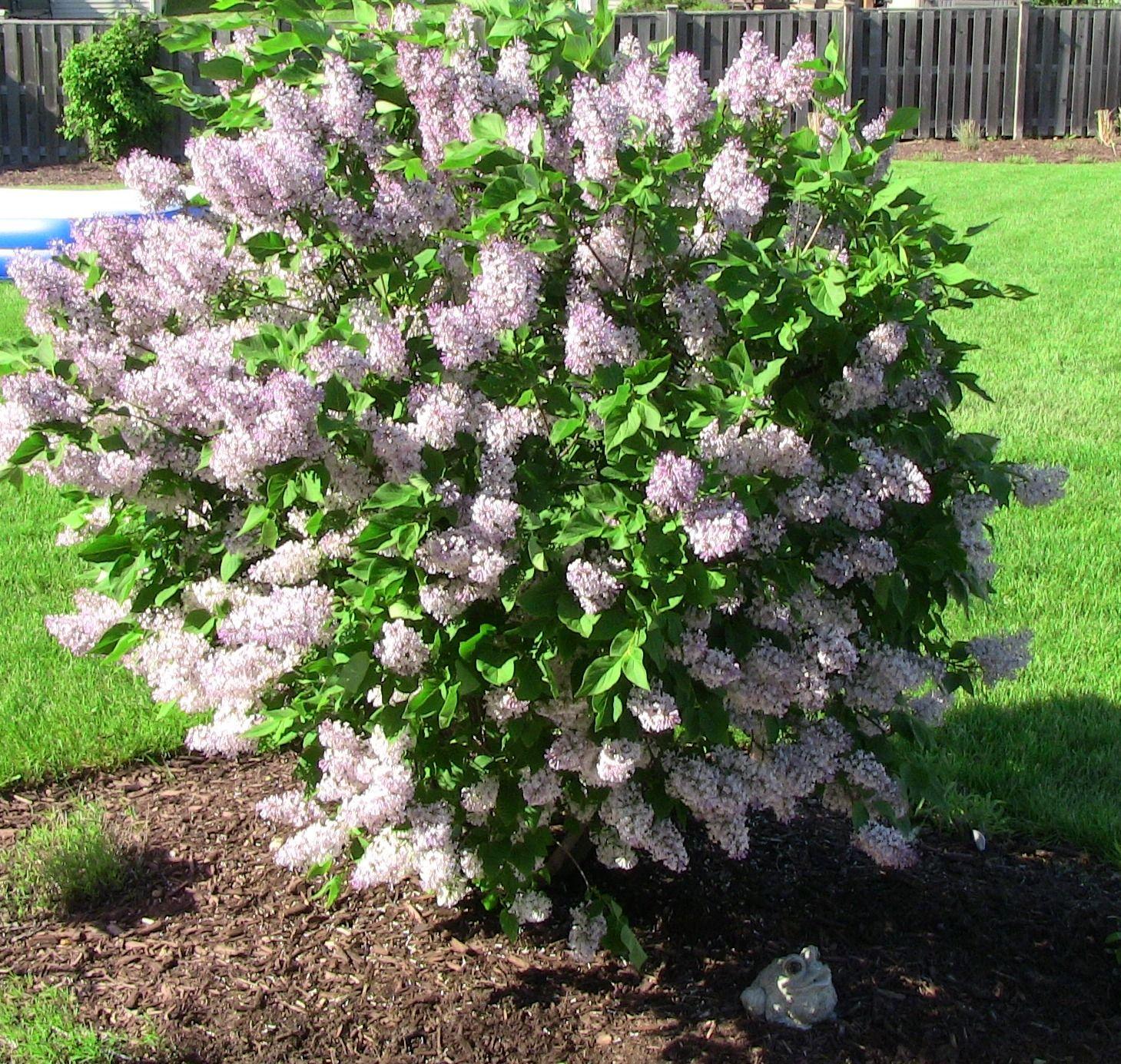 Syringa Patula Miss Kim - View 10 from www redcrocus com