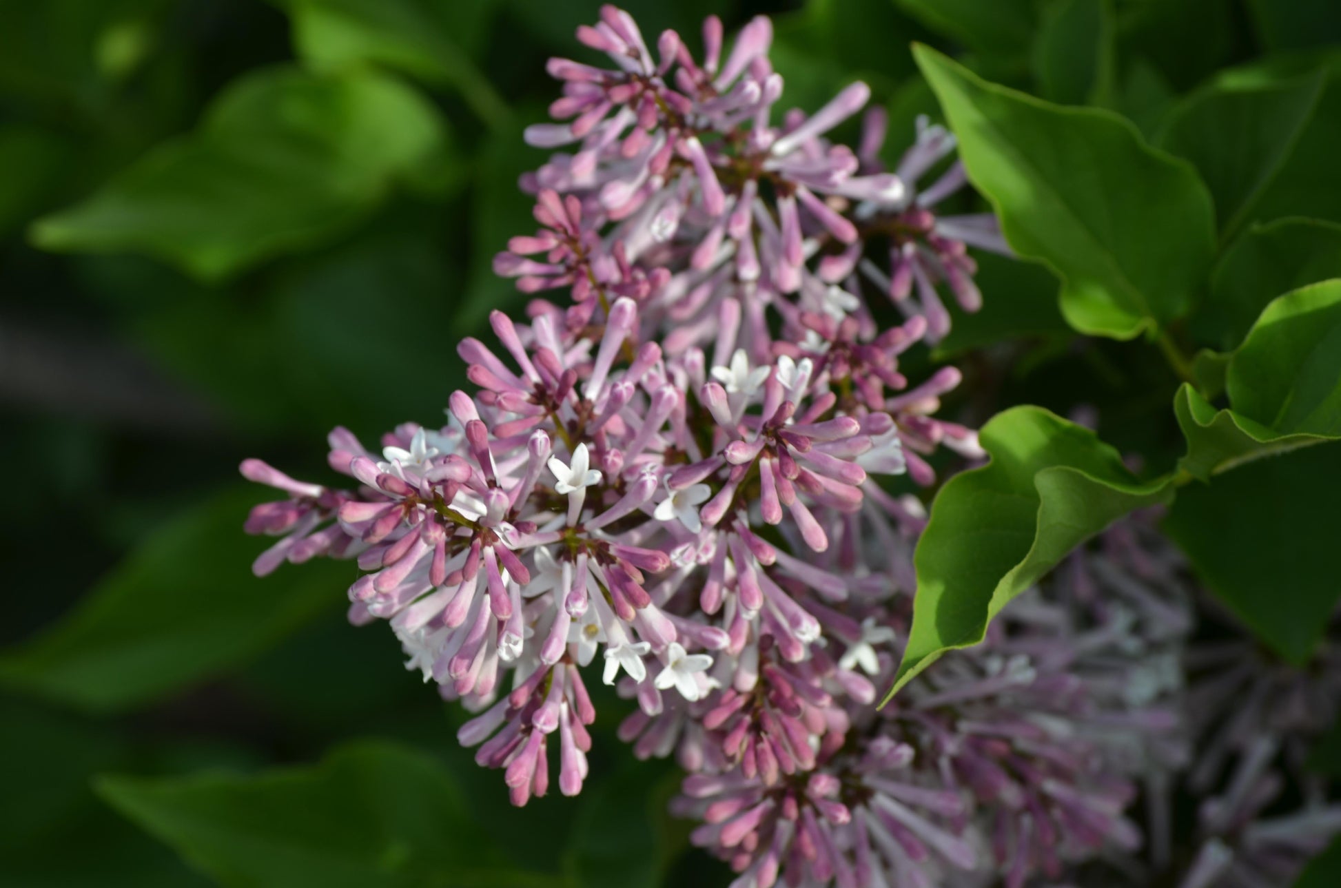 Syringa Patula Miss Kim - View 12 from www redcrocus com