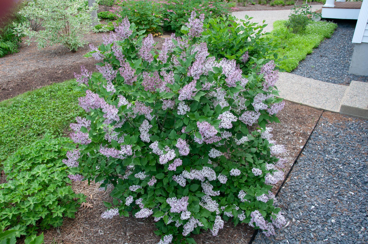Syringa Patula Miss Kim - View 15 from www redcrocus com
